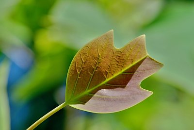 Liriodendron x Chapel Hill - liliovník čínský x tulipánokvětý - letní list s žilnatinou